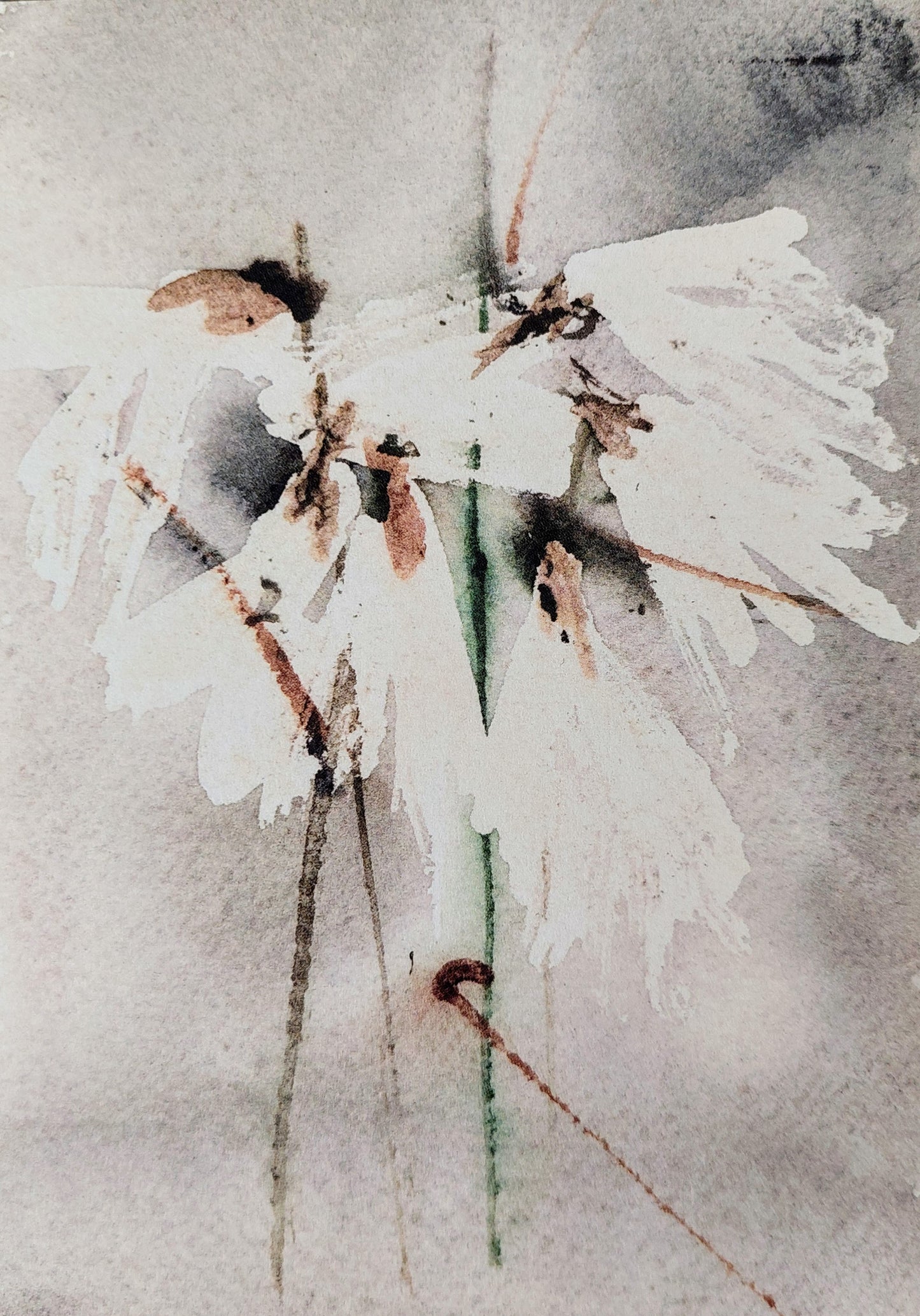 Fífa - Cottongrass